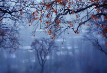 博傻理论：为什么明知是泡沫，却还想冲进去-图道交易